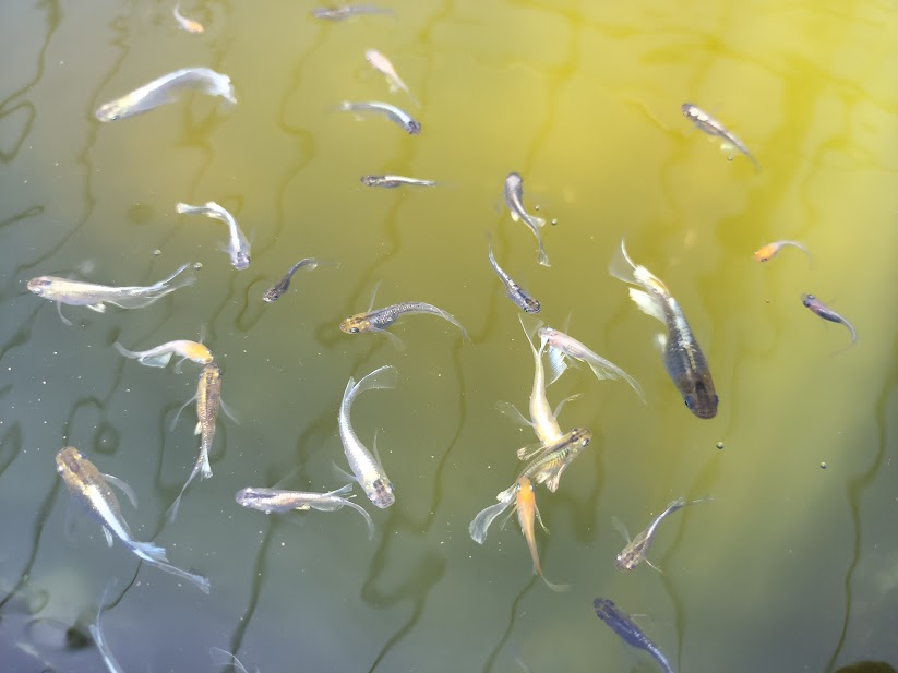 同じ親から生まれても表現にばらつきが出る改良メダカの若魚
