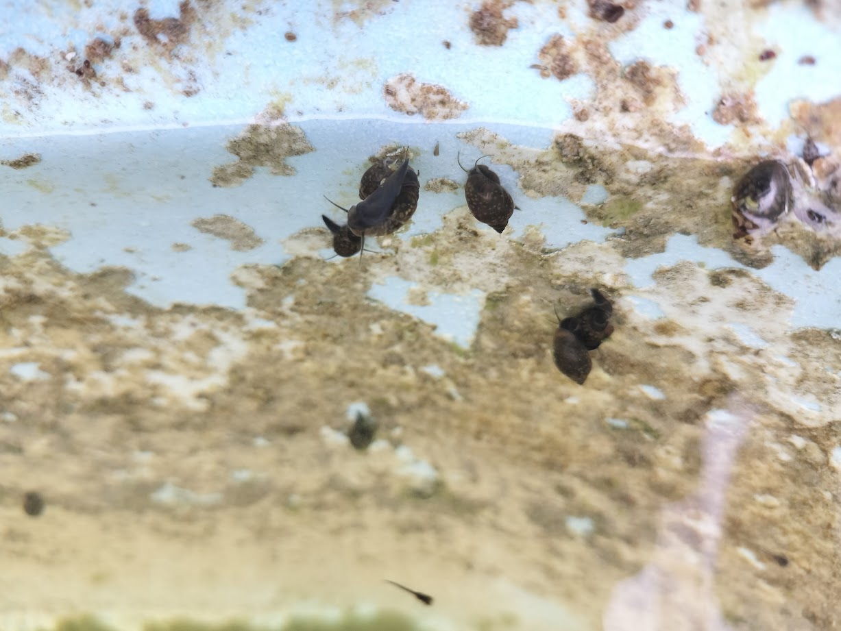 メダカ水槽のスネールは駆除すべき？メリット・デメリットと増えすぎ対策