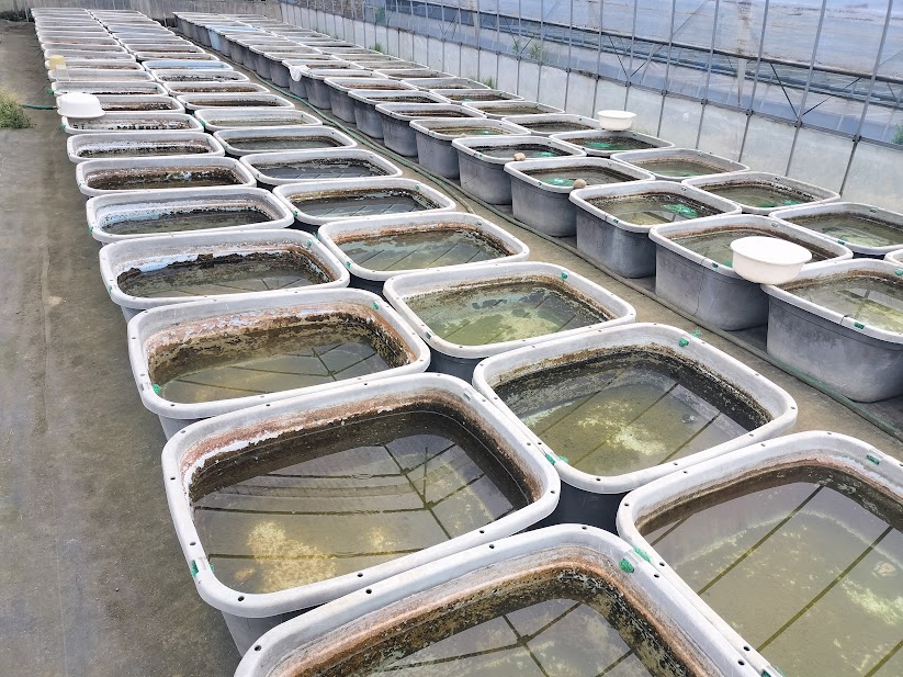 メダカの卵をビニールハウスへ入れ終わりました｜繁殖シーズン本格開始