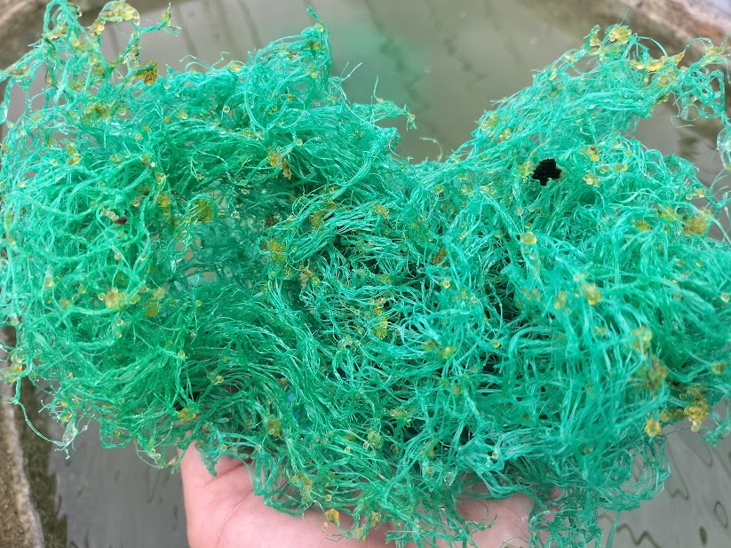 産卵床にメダカの卵がついている様子