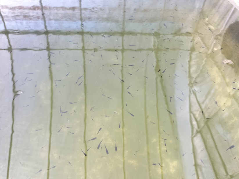 赤玉土を入れず青水で屋外飼育しているメダカの稚魚容器