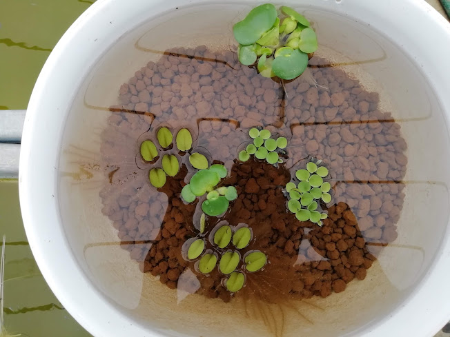 メダカ飼育に使う赤玉土を何度かすすいで準備している様子
