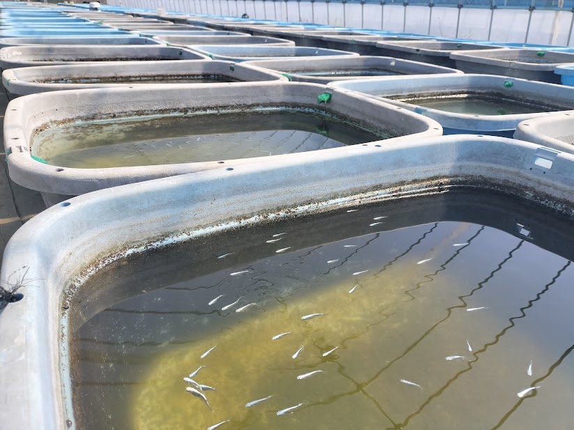 メダカ生産は準備で8割決まる｜産卵期に向けた親メダカ選びと水槽準備