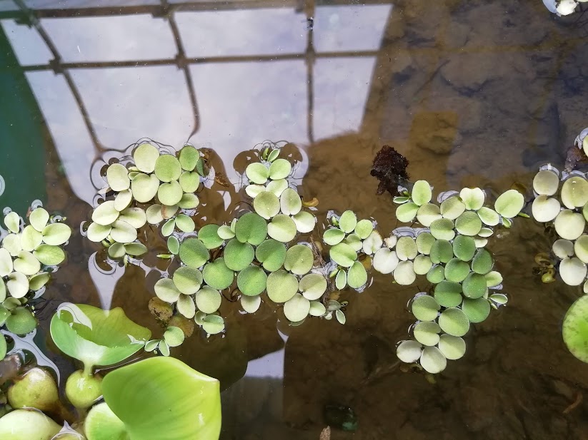 赤玉土を使ったメダカのビオトープ