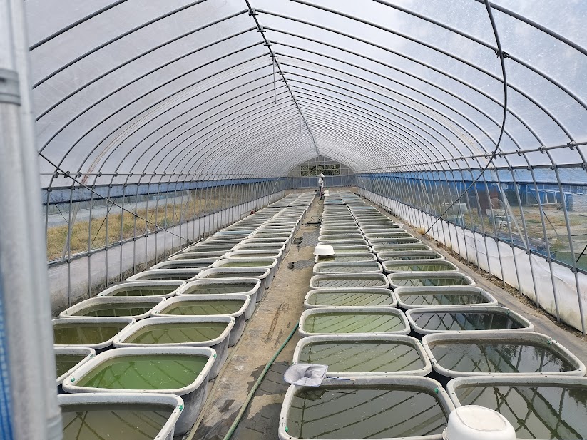 亀田養魚のメダカ養魚場