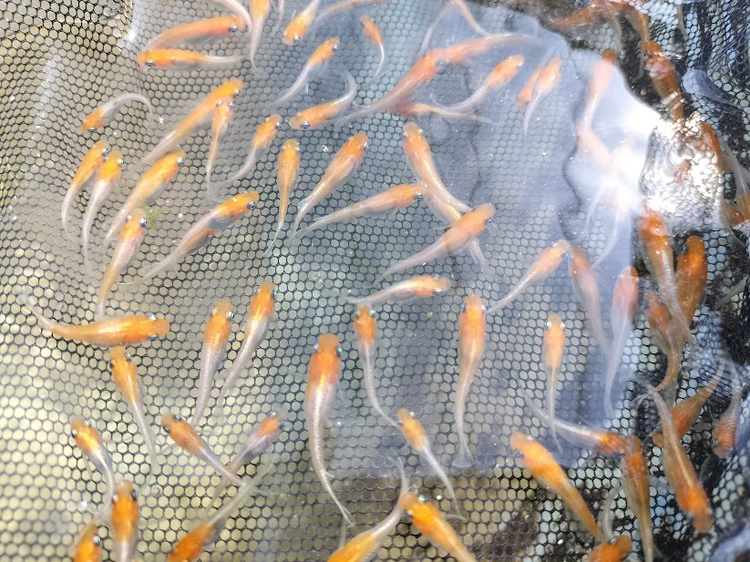 亀田養魚のメダカ販売方針｜分かりやすさと一貫性を大切にしています Medaka.Shop（亀田養魚）