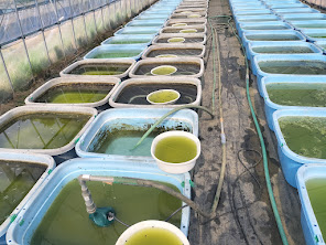 親メダカを管理している亀田養魚の養魚場