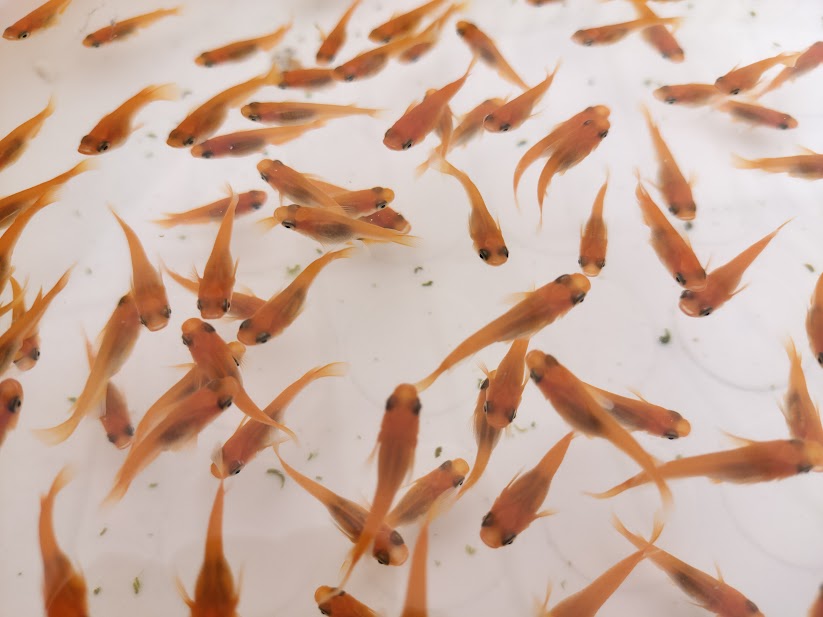 出荷を待つ亀田養魚のメダカ