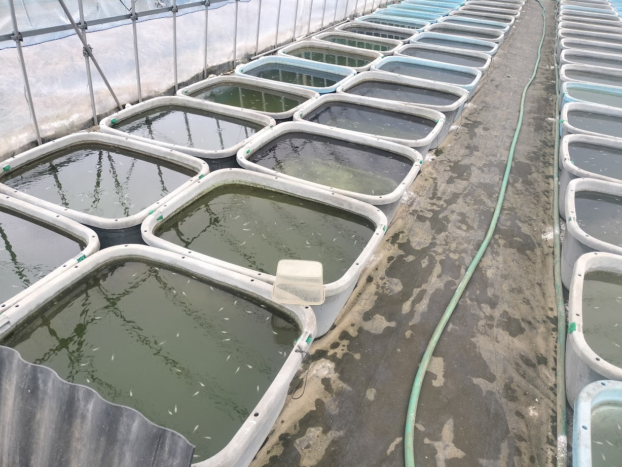 梅雨時期のメダカ飼育｜亀田養魚が気をつけていること