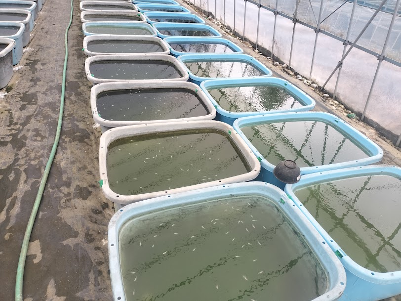 日照不足でメダカの産卵量は減る？梅雨時期に見られる産卵量の変化