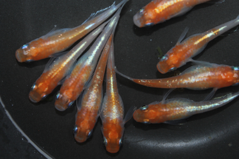 亀田養魚が考えるメダカの商品名とは？分かりやすさと固定率を重視