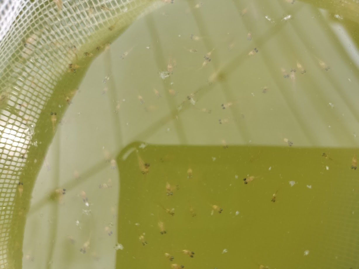 孵化したてのメダカの稚魚を上から見た様子