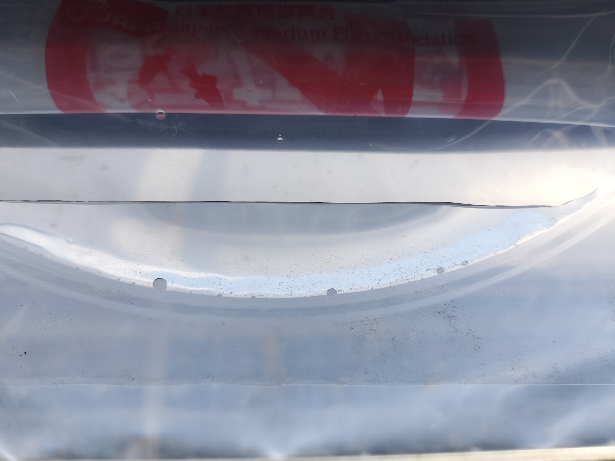 ゾウリムシは肉眼で見える？届いたときの確認方法
