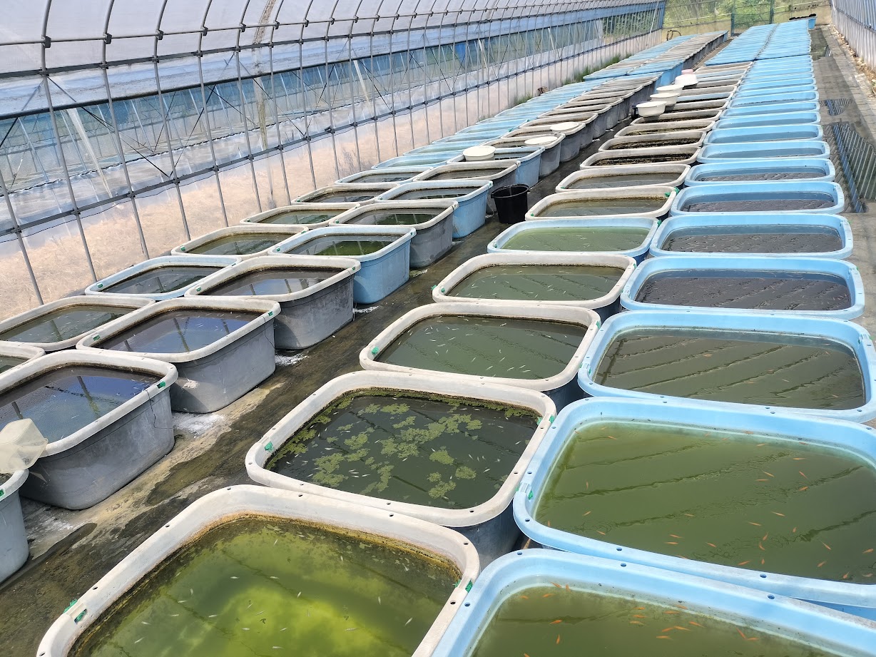 多数の飼育容器が並ぶ亀田養魚の生産現場
