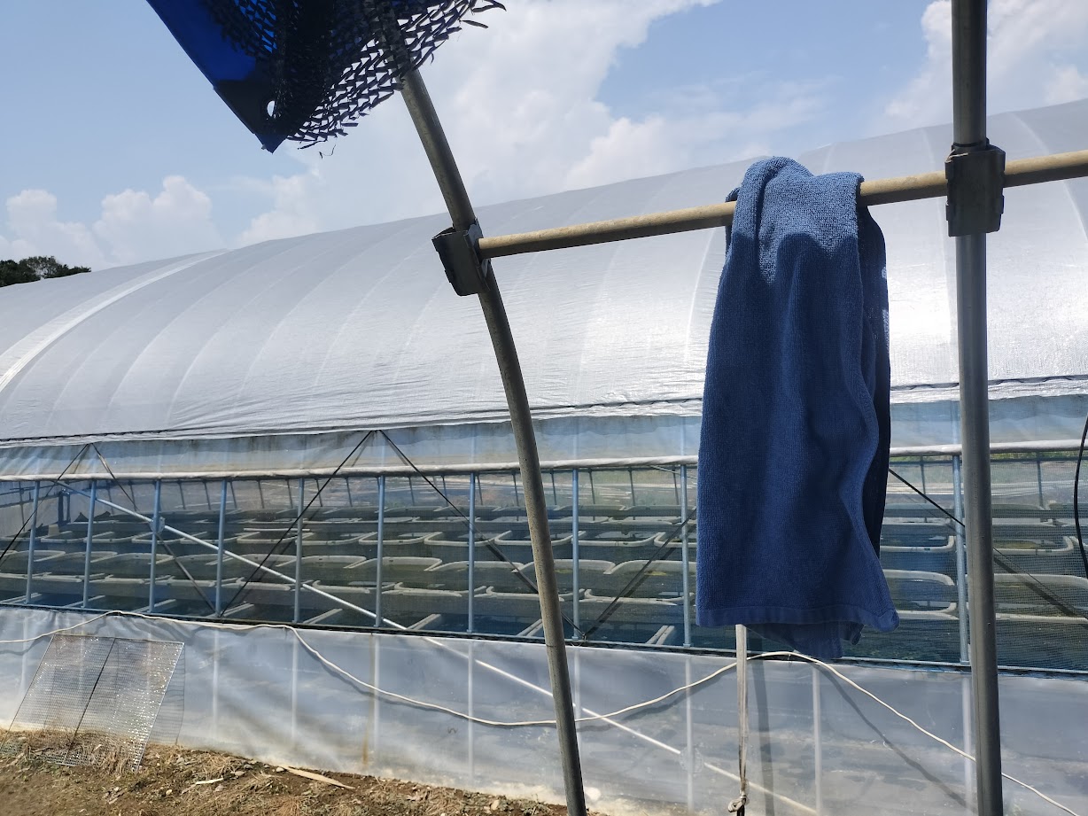 夏の養魚場で作業用のタオルを干している様子