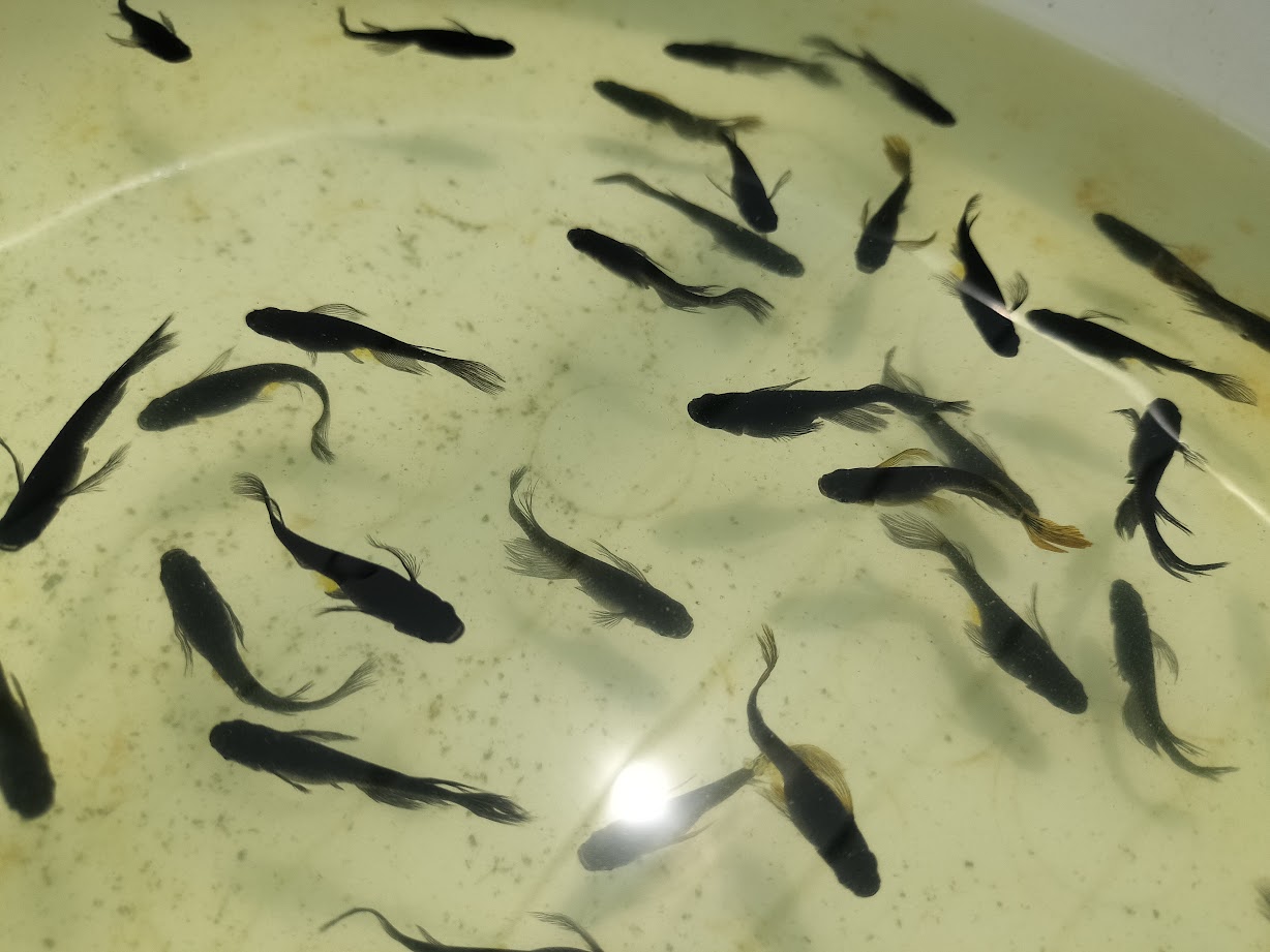 亀田養魚で翌年の親魚として管理している前年生産のメダカ