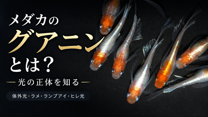 メダカのグアニンと虹色素胞とは？体外光・ラメ・ランプアイ・ヒレ光の違いを解説