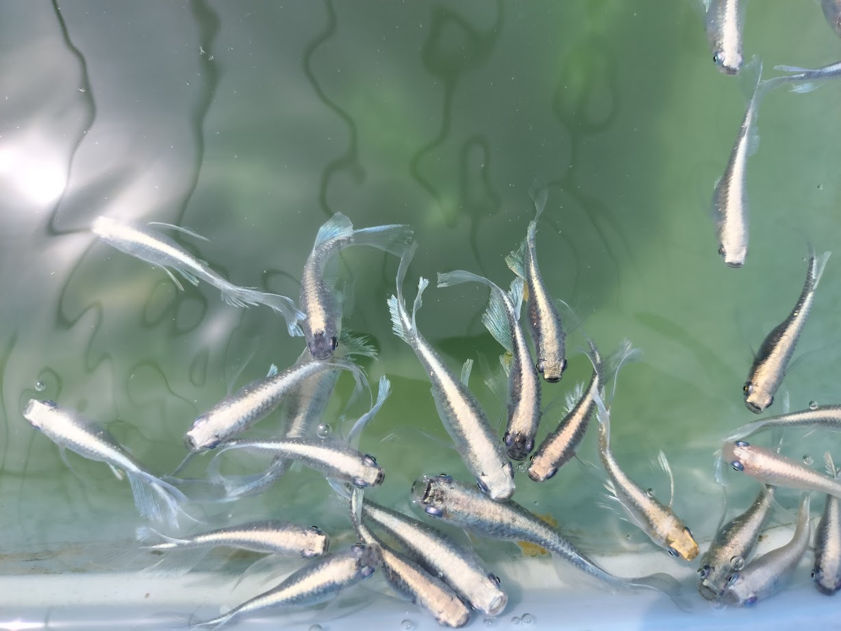 メダカはどうやってエサを消化吸収している？胃がない魚の消化の仕組み