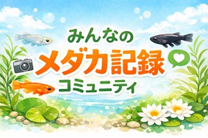みんなのメダカ記録コミュニティページ