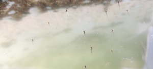 メダカの稚魚