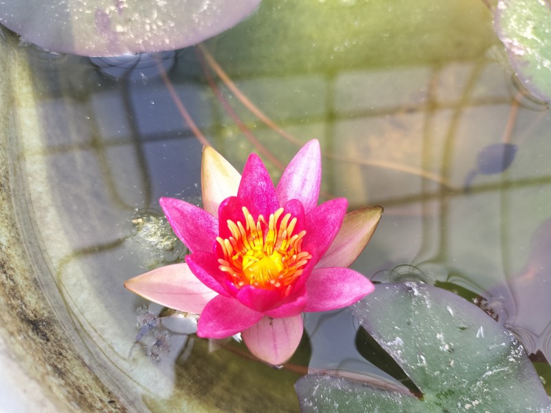 メダカと睡蓮