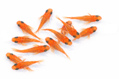 楊貴妃メダカの無料イラスト