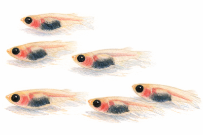 パンダメダカの無料イラスト