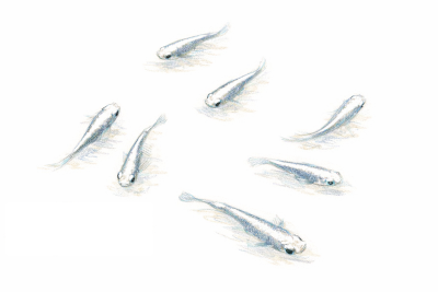 みゆきメダカの無料イラスト