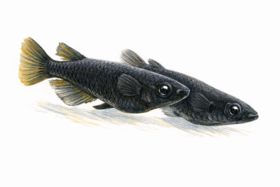 ブラックメダカの無料イラスト
