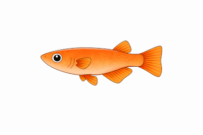 楊貴妃メダカのシンプルな横見無料イラスト