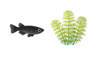 ブラックメダカと水草のシンプルな無料イラスト