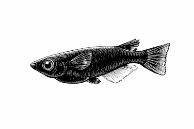 ブラックメダカの漫画風無料イラスト