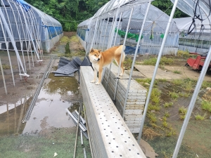 雨の日の発送確認