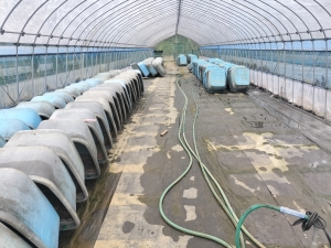 雨の日のハウス掃除