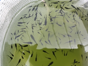 当歳魚の飛び子選別