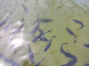 水温を見ながら管理