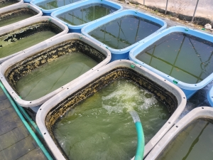 暑さを見ながら親魚管理