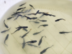 蒸し暑さに気を配る一日