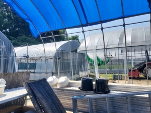 猛暑に備えて水温を確認