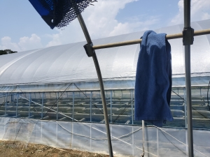 大暑の中でメダカ管理と採卵