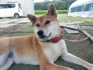 小雨の日もいつもの作業