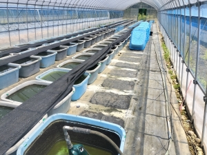 暑さの中で採卵と水換え