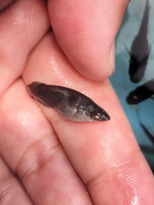 採卵と当歳魚を見守る日