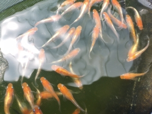 真夏のメダカ管理