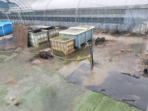 今日は大雨です。