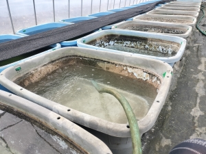 雨上がりの水張り作業