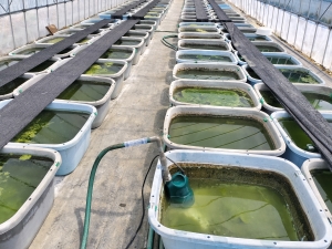 暑さの中で水換え作業