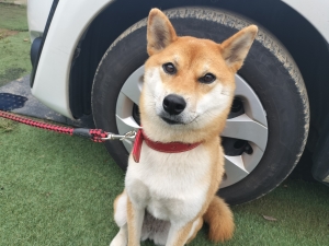 雨の日はみんな少しのんびり