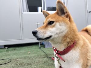 涼しさの中で当歳魚管理