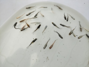 雨の日も当歳魚の成長確認